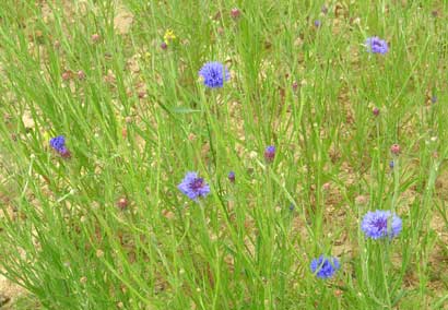 "Bleuets" - Kornblumen